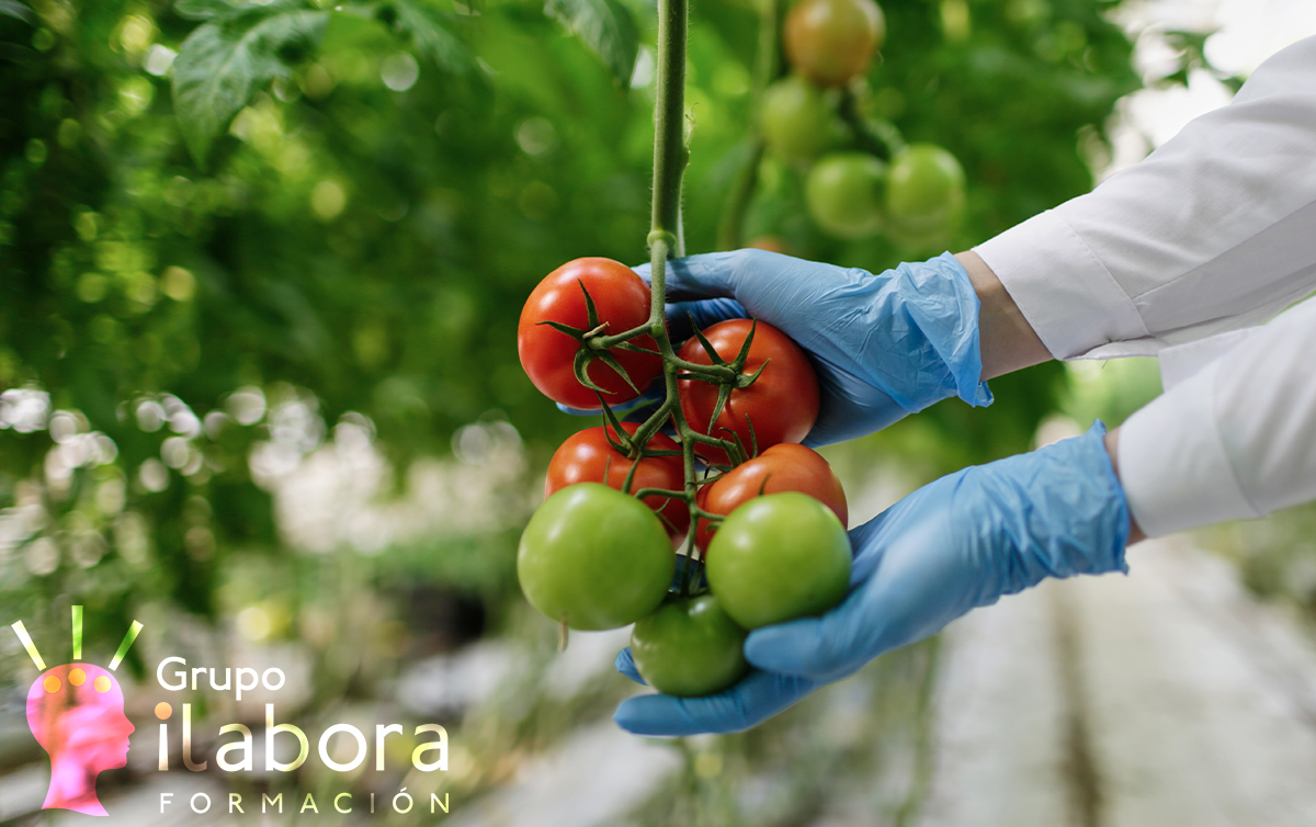 Curso de Manipulador de Alimentos Online Homologado