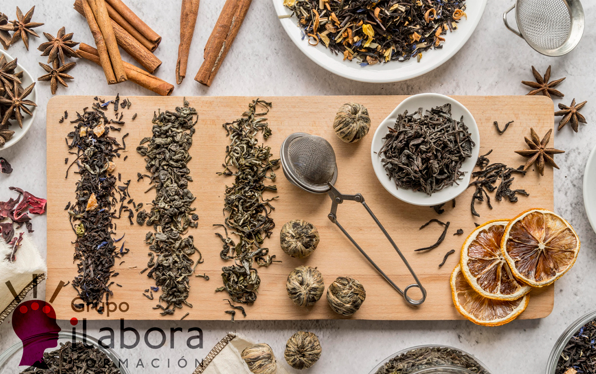Curso online de Plantas Medicinales: Conectando con la Sabiduría Curativa de la Naturaleza