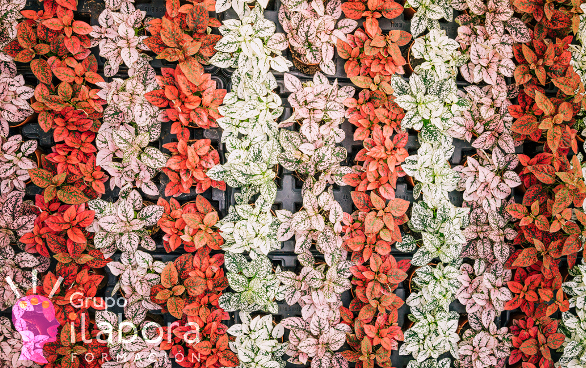 La Jardinería Vertical