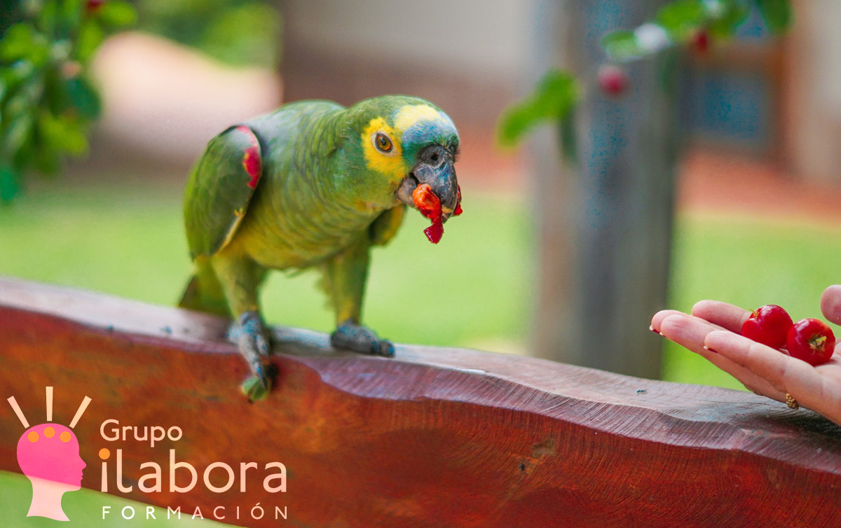 Ave mascota
