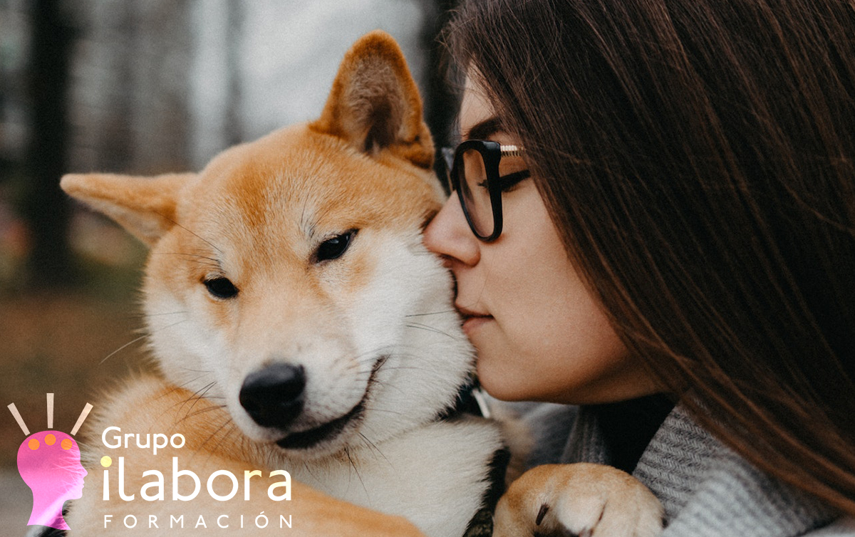 Cuidados del perro