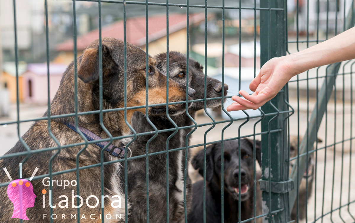 cuidado de animales 1